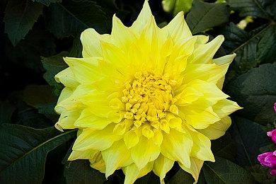 老头环预下载什么时候开启  预下载速度如何提升